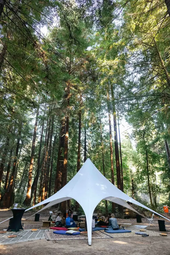A white canopy and gathering space among tall redwood trees.